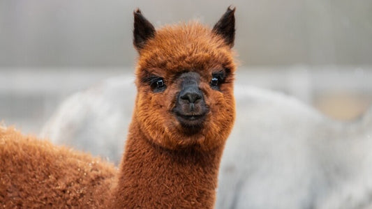 ksenia-test-product 2