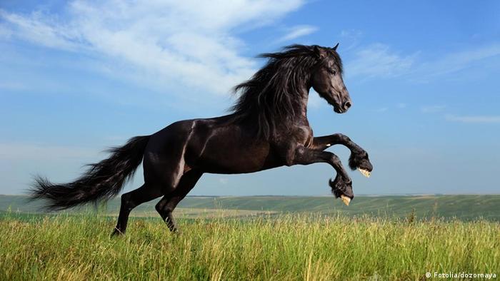 Mariia Special with variants UPD