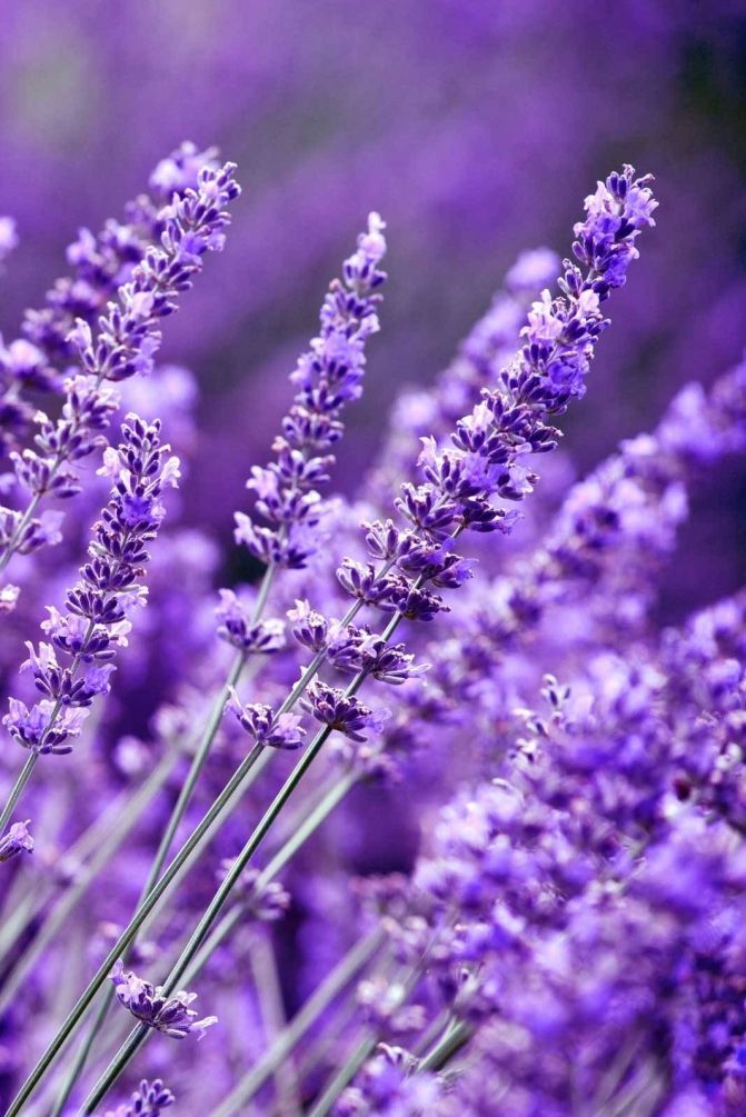 Product with variants