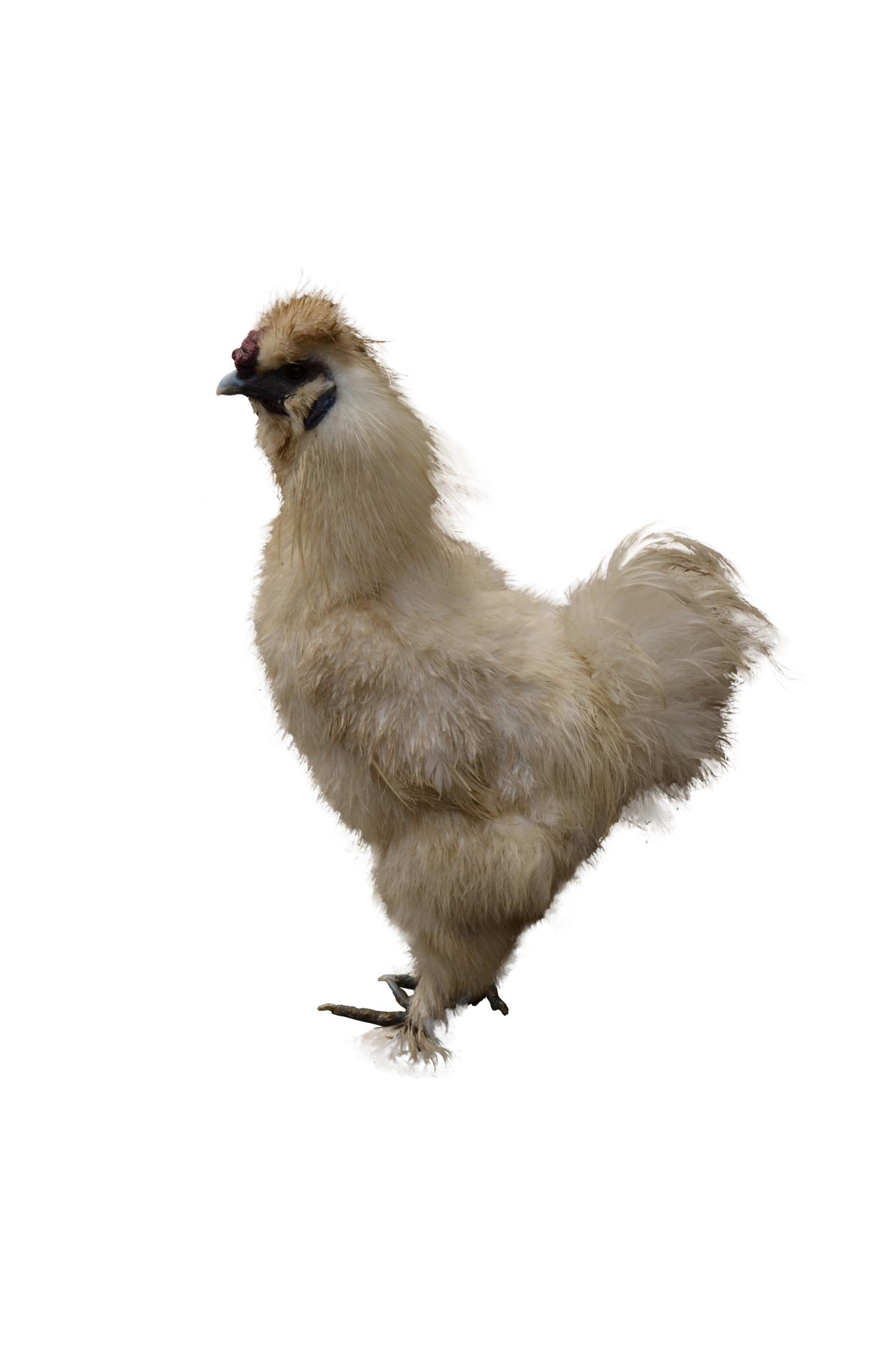 MMF-12659 variantsssss