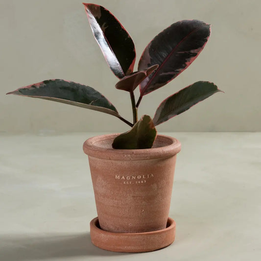 Magnolia Stamped Planter + Saucer