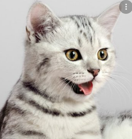 <b onclick="alert('!')">here</b>