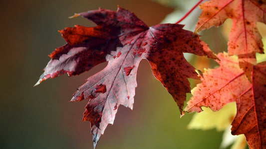 Product with variants